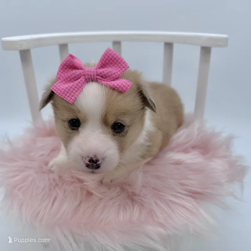 Dawn – Cardigan Welsh Corgi, Pembroke Welsh Corgi puppy for sale in Waskom, TX
