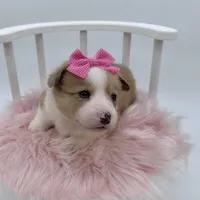 Dawn, a female Cardigan Welsh Corgi and Pembroke Welsh Corgi for sale in Waskom, TX – 2 of 6