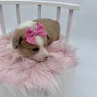 Dawn, a female Cardigan Welsh Corgi and Pembroke Welsh Corgi for sale in Waskom, TX – 3 of 6