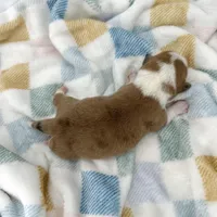 Dawn, a female Cardigan Welsh Corgi and Pembroke Welsh Corgi for sale in Waskom, TX – Photo 5 of 5