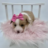 Dawn, a female Cardigan Welsh Corgi and Pembroke Welsh Corgi for sale in Waskom, TX – 4 of 6
