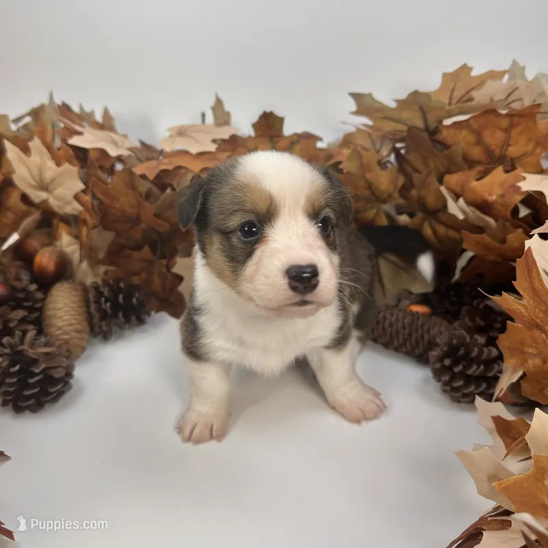 Gelato – Cardigan Welsh Corgi, Pembroke Welsh Corgi puppy for sale in Waskom, TX