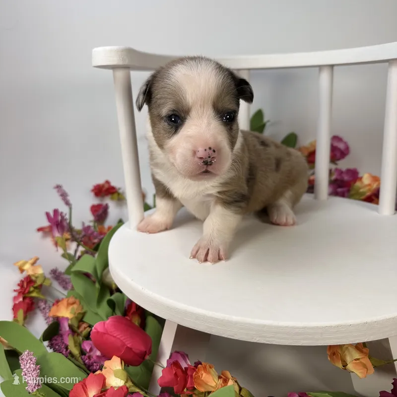 Creamsicle – Cardigan Welsh Corgi, Pembroke Welsh Corgi puppy for sale in Waskom, TX