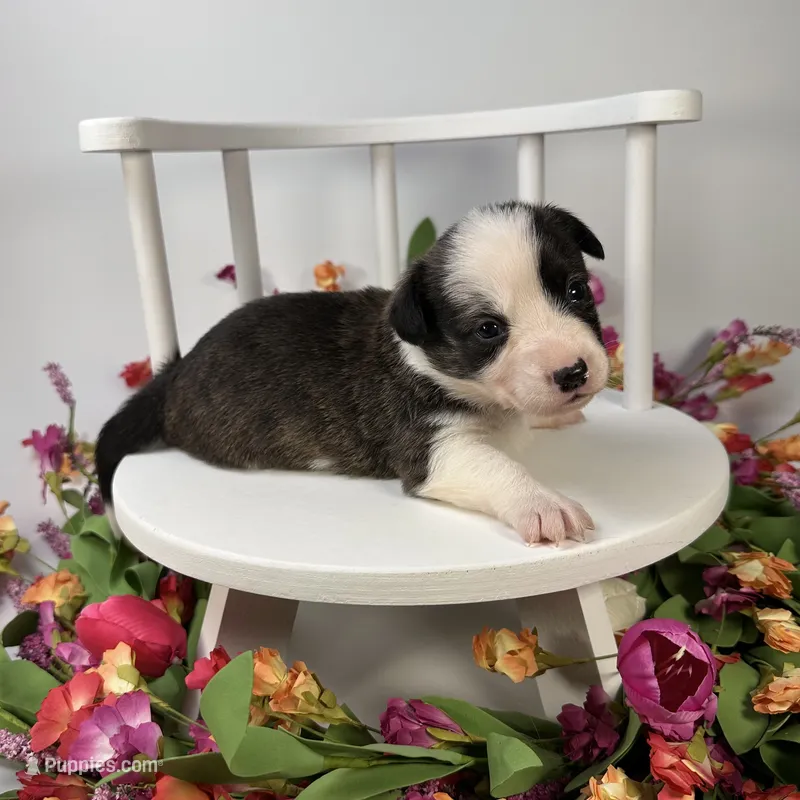 Fudgesicle  – Cardigan Welsh Corgi, Pembroke Welsh Corgi puppy on hold in Waskom, TX
