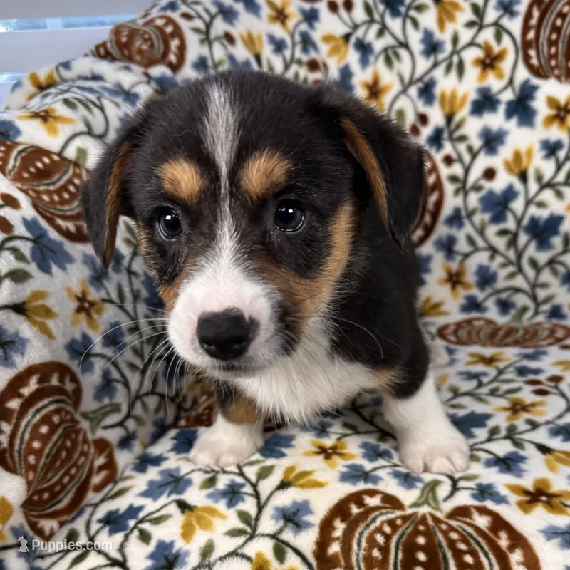 Blizzard  – Cardigan Welsh Corgi, Pembroke Welsh Corgi puppy for sale in Waskom, TX