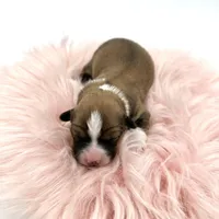 Daisy- fluffy coat , a female Pembroke Welsh Corgi for sale in Waskom, TX – Photo 5 of 5