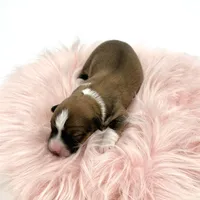 Daisy- fluffy coat , a female Pembroke Welsh Corgi for sale in Waskom, TX – Photo 3 of 5