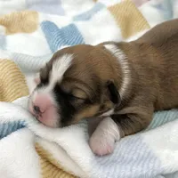 Daisy- fluffy coat , a female Pembroke Welsh Corgi for sale in Waskom, TX – Photo 2 of 8