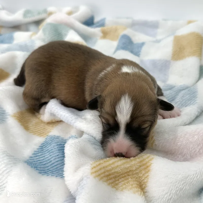 Daisy- fluffy coat  – Pembroke Welsh Corgi puppy on hold in Waskom, TX