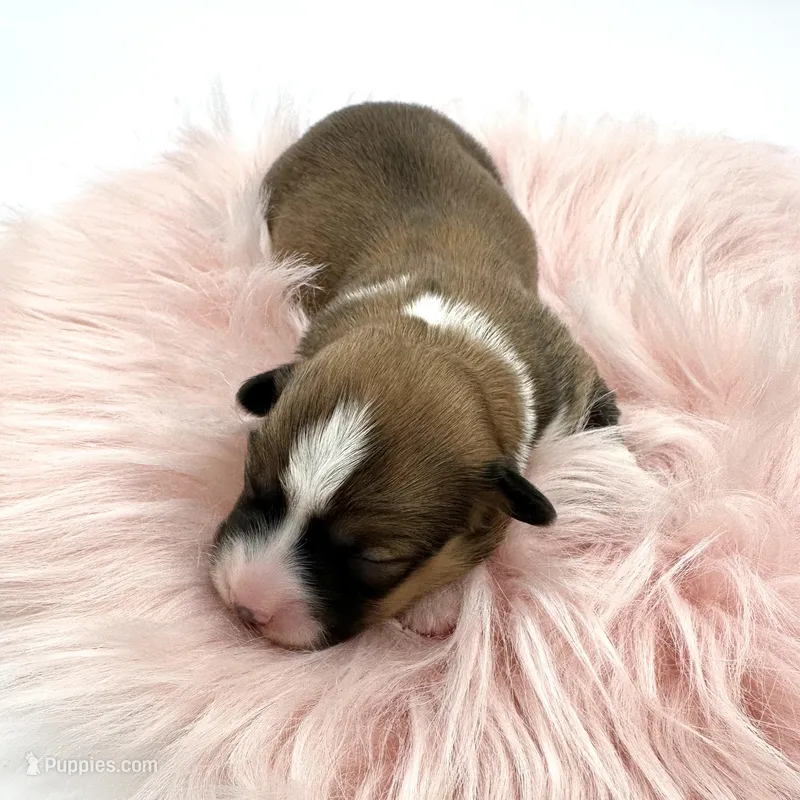 Daisy- fluffy coat  – Pembroke Welsh Corgi puppy for sale in Waskom, TX