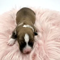 Daisy- fluffy coat , a female Pembroke Welsh Corgi for sale in Waskom, TX – Photo 4 of 5