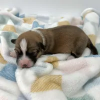 Daisy- fluffy coat , a female Pembroke Welsh Corgi for sale in Waskom, TX – Photo 4 of 8