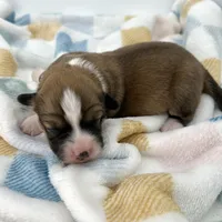 Daisy- fluffy coat , a female Pembroke Welsh Corgi for sale in Waskom, TX – Photo 3 of 8