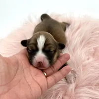 Daisy- fluffy coat , a female Pembroke Welsh Corgi for sale in Waskom, TX – Photo 2 of 5