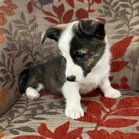 Fudgesicle , a female Cardigan Welsh Corgi and Pembroke Welsh Corgi for sale in Waskom, TX – 4 of 5