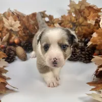 Creamsicle, a female Cardigan Welsh Corgi and Pembroke Welsh Corgi for sale in Waskom, TX – 3 of 6