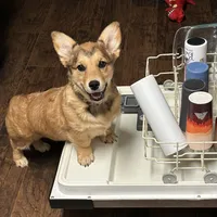 Oakley, a female Pembroke Welsh Corgi and Golden Retriever for sale in Waskom, TX – 6 of 10