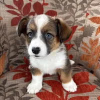 Frosty, a male Cardigan Welsh Corgi and Pembroke Welsh Corgi for sale in Waskom, TX – 3 of 5