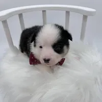 Brooks, a male Cardigan Welsh Corgi and Pembroke Welsh Corgi for sale in Waskom, TX – 6 of 6