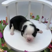 Brooks, a male Cardigan Welsh Corgi and Pembroke Welsh Corgi for sale in Waskom, TX – Photo 3 of 7