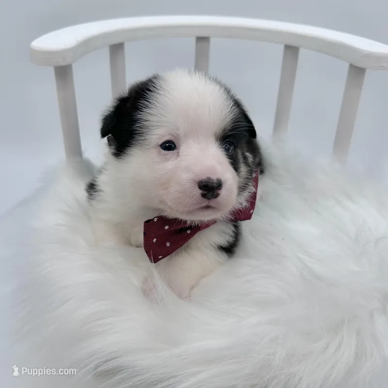 Brooks – Cardigan Welsh Corgi, Pembroke Welsh Corgi puppy for sale in Waskom, TX
