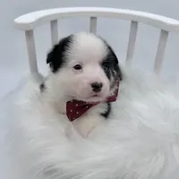 Brooks, a male Cardigan Welsh Corgi and Pembroke Welsh Corgi for sale in Waskom, TX – 1 of 6