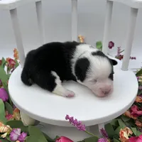 Brooks, a male Cardigan Welsh Corgi and Pembroke Welsh Corgi for sale in Waskom, TX – Photo 1 of 7