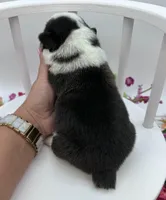 Brooks, a male Cardigan Welsh Corgi and Pembroke Welsh Corgi for sale in Waskom, TX – Photo 5 of 7