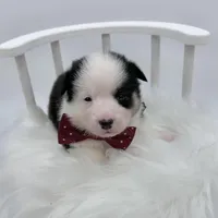 Brooks, a male Cardigan Welsh Corgi and Pembroke Welsh Corgi for sale in Waskom, TX – 5 of 6