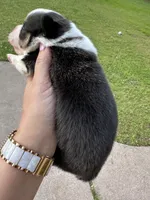 Brooks, a male Cardigan Welsh Corgi and Pembroke Welsh Corgi for sale in Waskom, TX – Photo 7 of 7