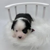 Brooks, a male Cardigan Welsh Corgi and Pembroke Welsh Corgi for sale in Waskom, TX – 3 of 6