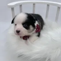 Brooks, a male Cardigan Welsh Corgi and Pembroke Welsh Corgi for sale in Waskom, TX – 2 of 6