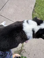 Brooks, a male Cardigan Welsh Corgi and Pembroke Welsh Corgi for sale in Waskom, TX – Photo 6 of 7