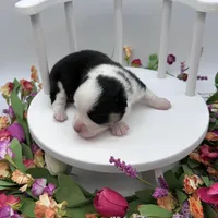 Brooks, a male Cardigan Welsh Corgi and Pembroke Welsh Corgi for sale in Waskom, TX – Photo 4 of 7