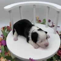 Brooks, a male Cardigan Welsh Corgi and Pembroke Welsh Corgi for sale in Waskom, TX – Photo 2 of 7