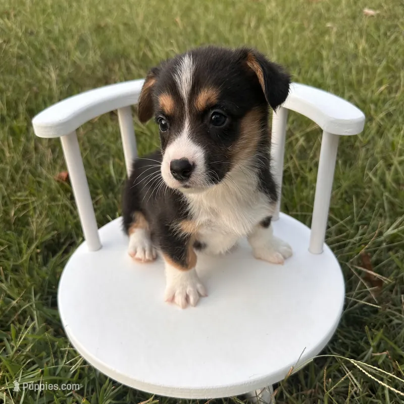 Blizzard  – Cardigan Welsh Corgi, Pembroke Welsh Corgi puppy for sale in Waskom, TX