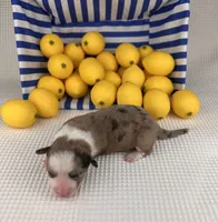 Creamsicle, a female Cardigan Welsh Corgi and Pembroke Welsh Corgi for sale in Waskom, TX – 1 of 6