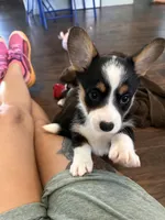 Icee, a female Cardigan Welsh Corgi and Pembroke Welsh Corgi for sale in Waskom, TX – 5 of 6
