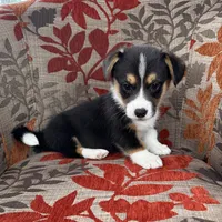 Blizzard , a male Cardigan Welsh Corgi and Pembroke Welsh Corgi for sale in Waskom, TX – 2 of 5