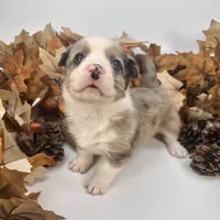 Creamsicle, a female Cardigan Welsh Corgi and Pembroke Welsh Corgi for sale in Waskom, TX – 5 of 6