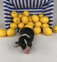Blizzard , a male Cardigan Welsh Corgi and Pembroke Welsh Corgi for sale in Waskom, TX – 5 of 5