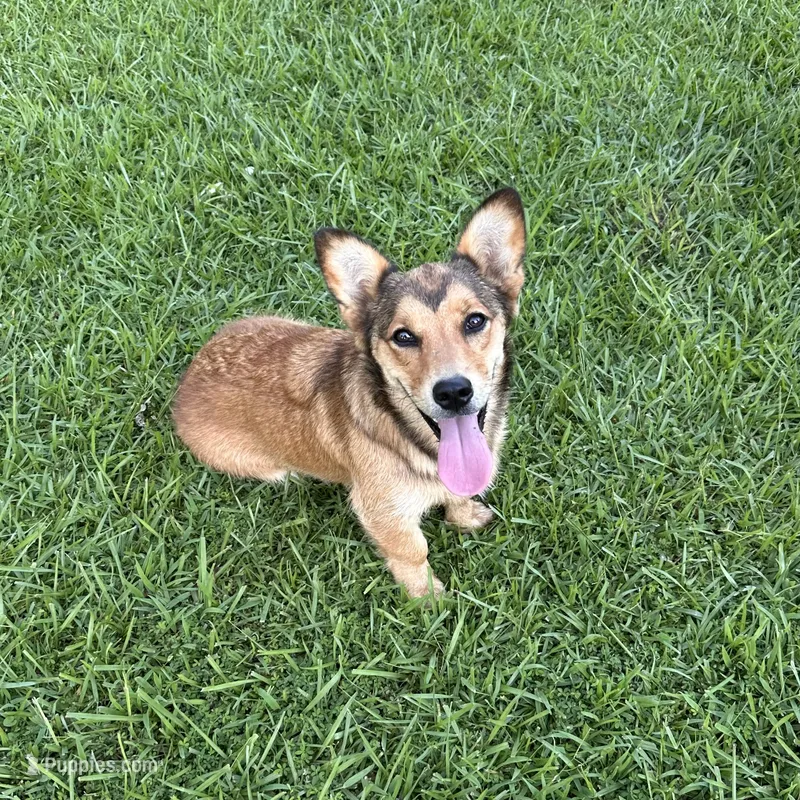 Oakley – Pembroke Welsh Corgi, Golden Retriever puppy for sale in Waskom, TX