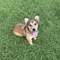 Oakley, a female Pembroke Welsh Corgi and Golden Retriever for sale in Waskom, TX – 1 of 10