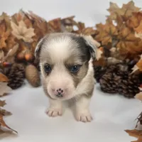 Creamsicle, a female Cardigan Welsh Corgi and Pembroke Welsh Corgi for sale in Waskom, TX – 2 of 6