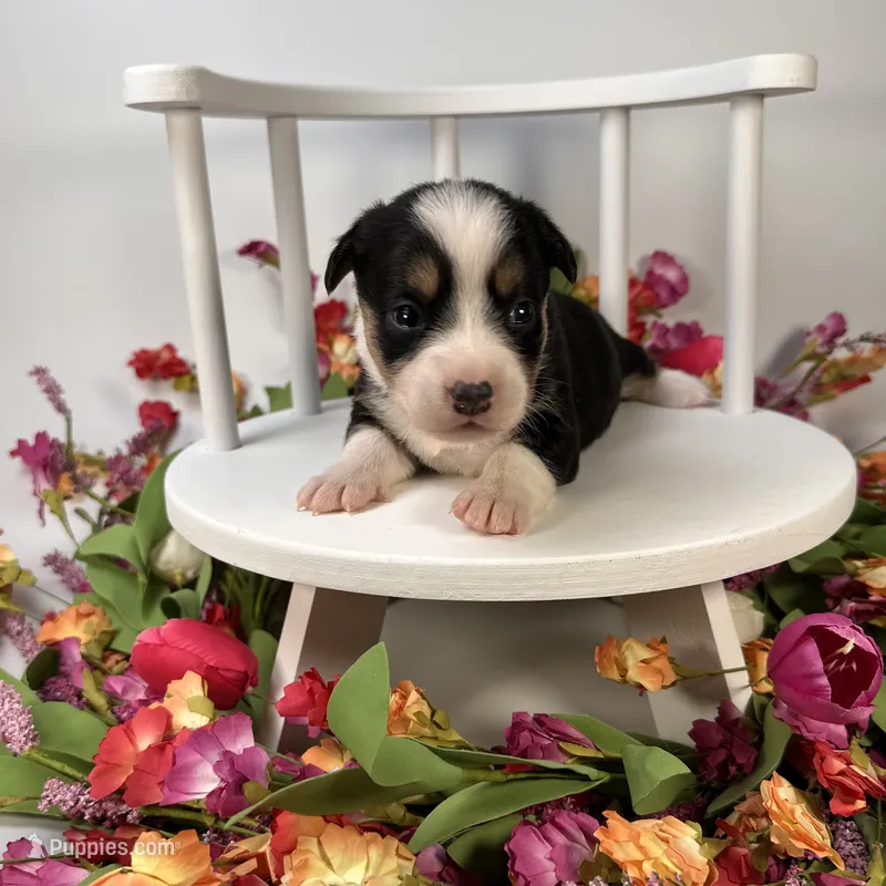 Icee – Cardigan Welsh Corgi, Pembroke Welsh Corgi puppy for sale in Waskom, TX