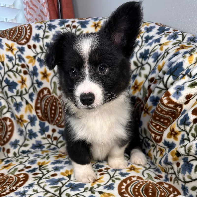 Slushie- fluffy – Cardigan Welsh Corgi, Pembroke Welsh Corgi puppy for sale in Waskom, TX