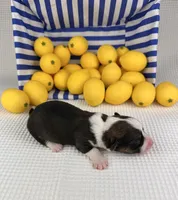 Frosty, a male Cardigan Welsh Corgi and Pembroke Welsh Corgi for sale in Waskom, TX – 3 of 5