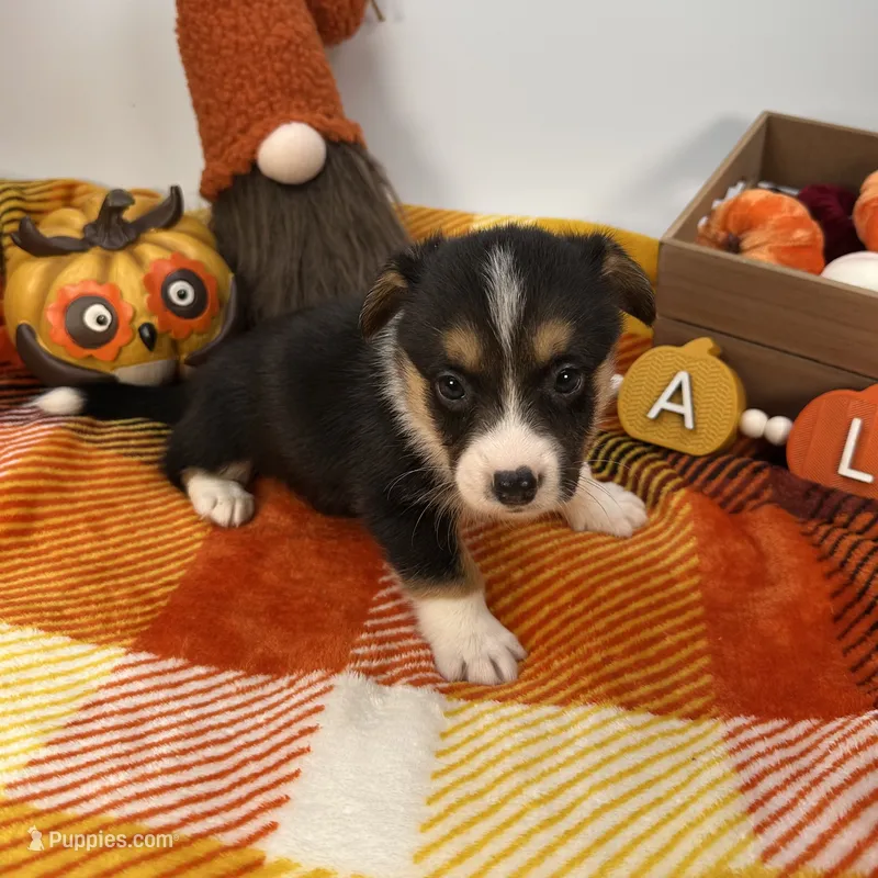 Blizzard  – Cardigan Welsh Corgi, Pembroke Welsh Corgi puppy for sale in Waskom, TX