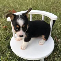 Icee, a female Cardigan Welsh Corgi and Pembroke Welsh Corgi for sale in Waskom, TX – 2 of 6