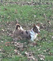 Creamsicle, a female Cardigan Welsh Corgi and Pembroke Welsh Corgi for sale in Waskom, TX – 6 of 6